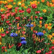 Thompson and Morgan North American Mixture Seeds