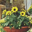 Thompson and Morgan Sunflower annuus Choco Sun Seeds