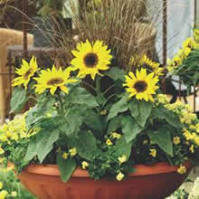 Thompson and Morgan Sunflower annuus Choco Sun Seeds