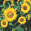 Thompson and Morgan Sunflower Irish Eyes Seeds