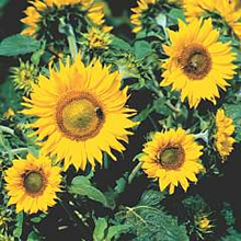 Thompson and Morgan Sunflower Irish Eyes Seeds