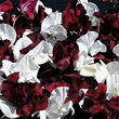 Thompson and Morgan Sweet Pea Day and Night Seeds