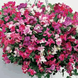Thompson and Morgan Sweet Pea Sugar