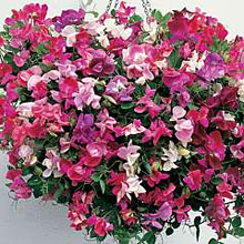 Thompson and Morgan Sweet Pea Sugar 'n' Spice Seeds