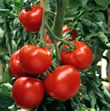 Thompson and Morgan Heritage Collection Craigella Tomato Seeds