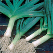 Thompson and Morgan Heritage Collection Bleu De Solaise Leek Seeds