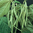 T&Ms Heritage Collection Bush Blue Lake Dwarf French Bean Seeds