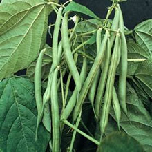 T&Ms Heritage Collection Bush Blue Lake Dwarf French Bean Seeds