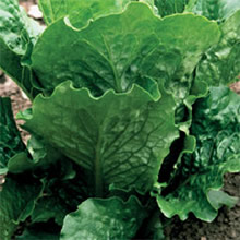 Thompson and Morgan Heritage Collection Crisp Mint Lettuce Seeds