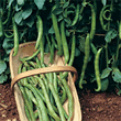 Thompson and Morgan Heritage Collection Dreadnought Broad Bean Seeds