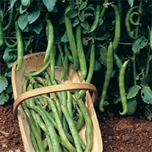 Thompson and Morgan Heritage Collection Dreadnought Broad Bean Seeds