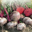 Thompson & Morgan Heritage Collection Egyptian Flat Rooted Beet Seeds