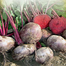 Thompson & Morgan Heritage Collection Egyptian Flat Rooted Beet Seeds