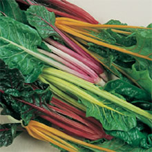 T&Ms Heritage Collection Five Colour Silverbeet Swiss Chard Seeds