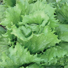 Thompson and Morgan Heritage Collection Great Lakes Lettuce Seeds