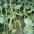 Thompson and Morgan Heritage Collection Green Windsor Broad Bean Seeds