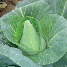 Thompson and Morgan Heritage Collection Jersey Wakefield Cabbage Seeds