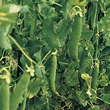 Thompson and Morgan Heritage Collection Lincoln Pea Seeds