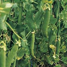 Thompson and Morgan Heritage Collection Lincoln Pea Seeds