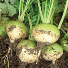 Thompson and Morgan Heritage Collection Manchester Market Turnip Seeds