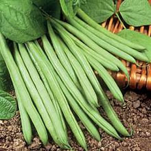 T&Ms Heritage Collection Pencil Pod Black Wax Dwarf French Bean Seeds