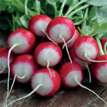 Thompson and Morgan Heritage Collection Poloneza Radish Seeds