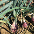 Thompson and Morgan Heritage Collection Rouge Long De Florence Onion Seeds