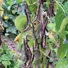 Thompson Morgan Heritage Collection Selma Zebra Climbing Bean Seeds
