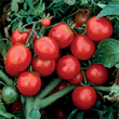 Thompson and Morgan Heritage Collection The Amateur Tomato Seeds