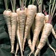 Thompson and Morgan Heritage Collection The Student Parsnip Seeds