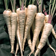 Thompson and Morgan Heritage Collection The Student Parsnip Seeds
