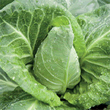 Thompson Morgan Heritage Collection Wheelers Imperial Cabbage Seeds