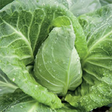 Thompson Morgan Heritage Collection Wheelers Imperial Cabbage Seeds