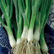 Thompson and Morgan Heritage Collection White Skinned Welsh Onion Seeds