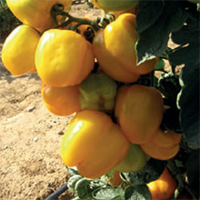 Thompson and Morgan Heritage Collection Yellow Stuffer Tomato Seeds