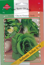 Italian Cicoria Grumolo Verde Chicory Seeds