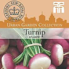 Kew Urban Atlantic Turnip Vegetable Seeds