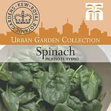Kew Urban Picasso F1 Hybrid Spinach Vegetable Seeds