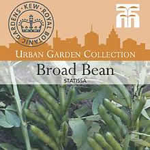 Kew Urban Statissa Broad Bean Vegetable Seeds