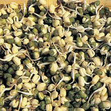 Mung Sprouting Seeds by Thompson and Morgan