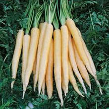 Carrot Seeds
