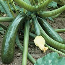 Courgette Seeds