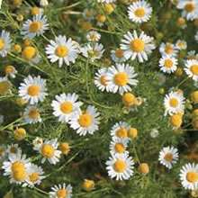 Chamomile
