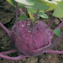 Kohl Rabi Seed