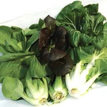 Pak Choi Seeds