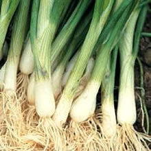 Spring Onion Seeds