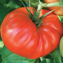 Tomato Seeds