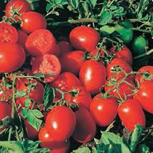 Tomato Seeds