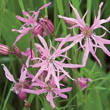 Ragged Robin Seeds