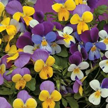 Viola Seeds